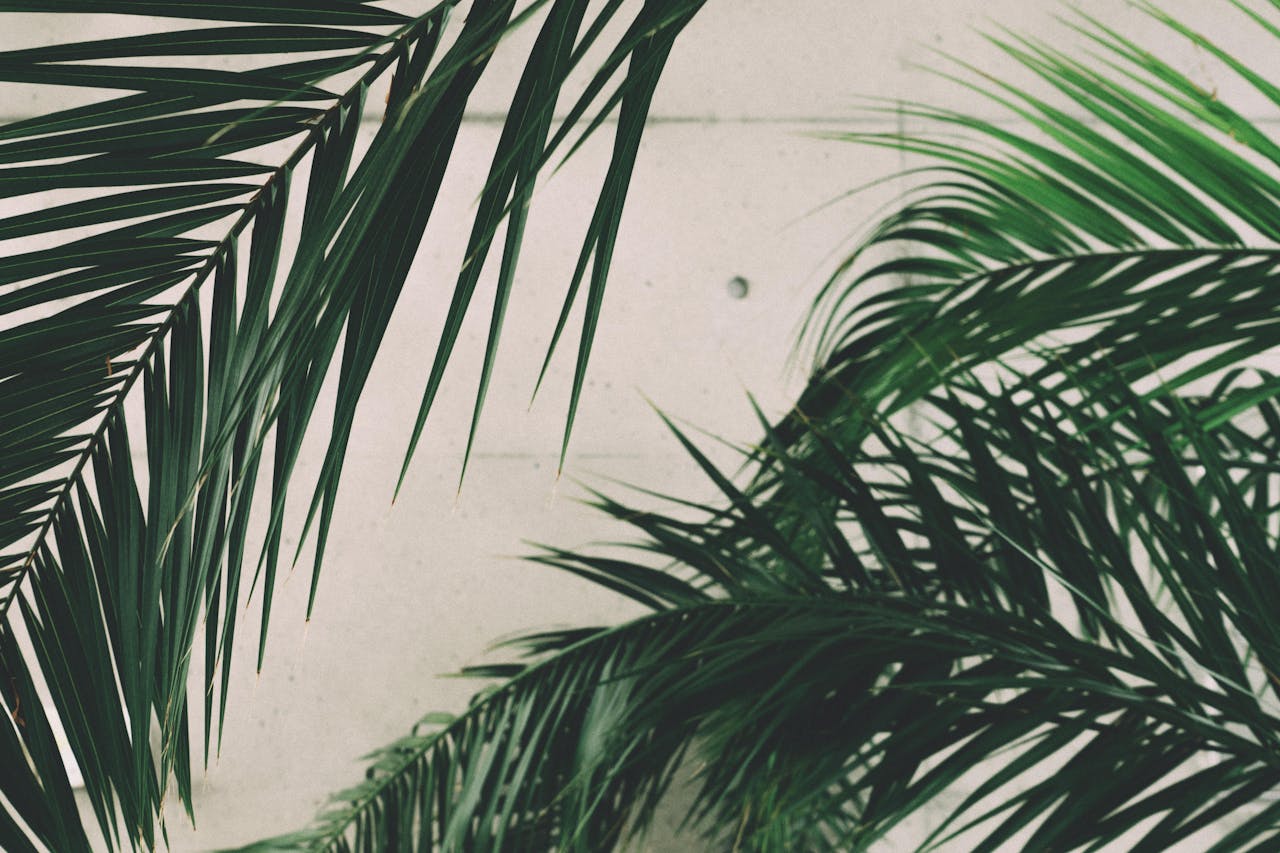 pexels photo 212937.jpeg