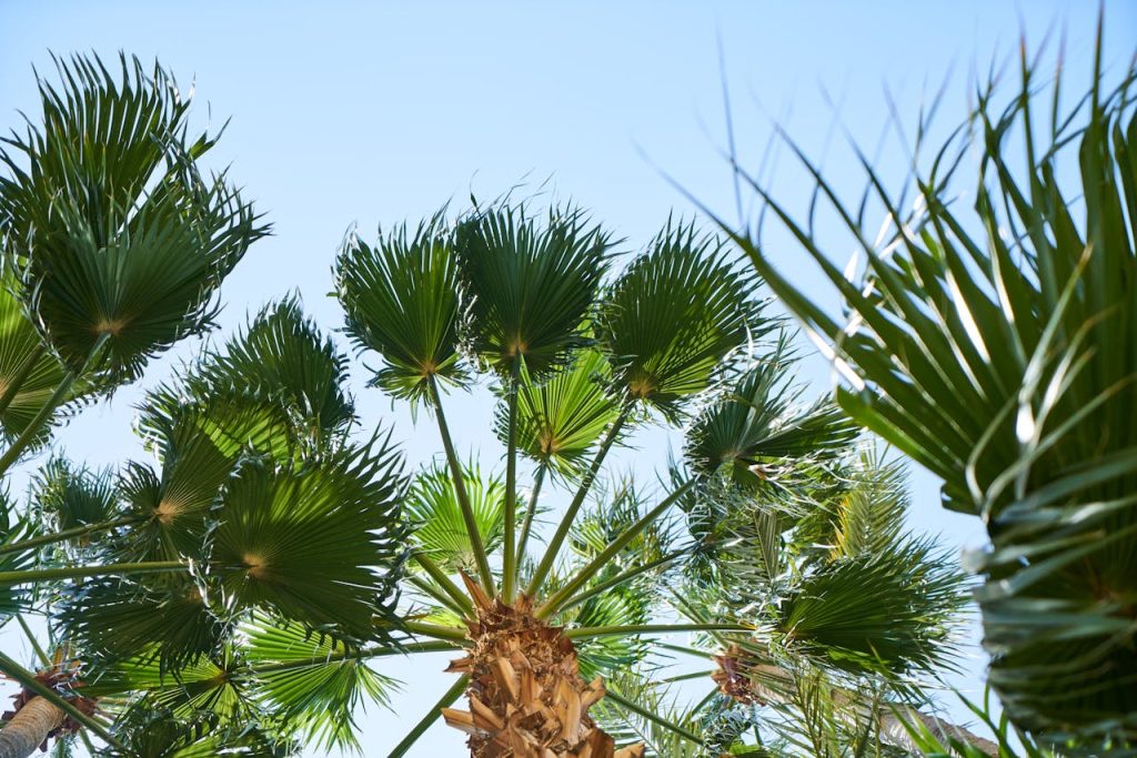 Bright view of tropical palm trees with green leaves against a clear blue sky, representing travel and nature.