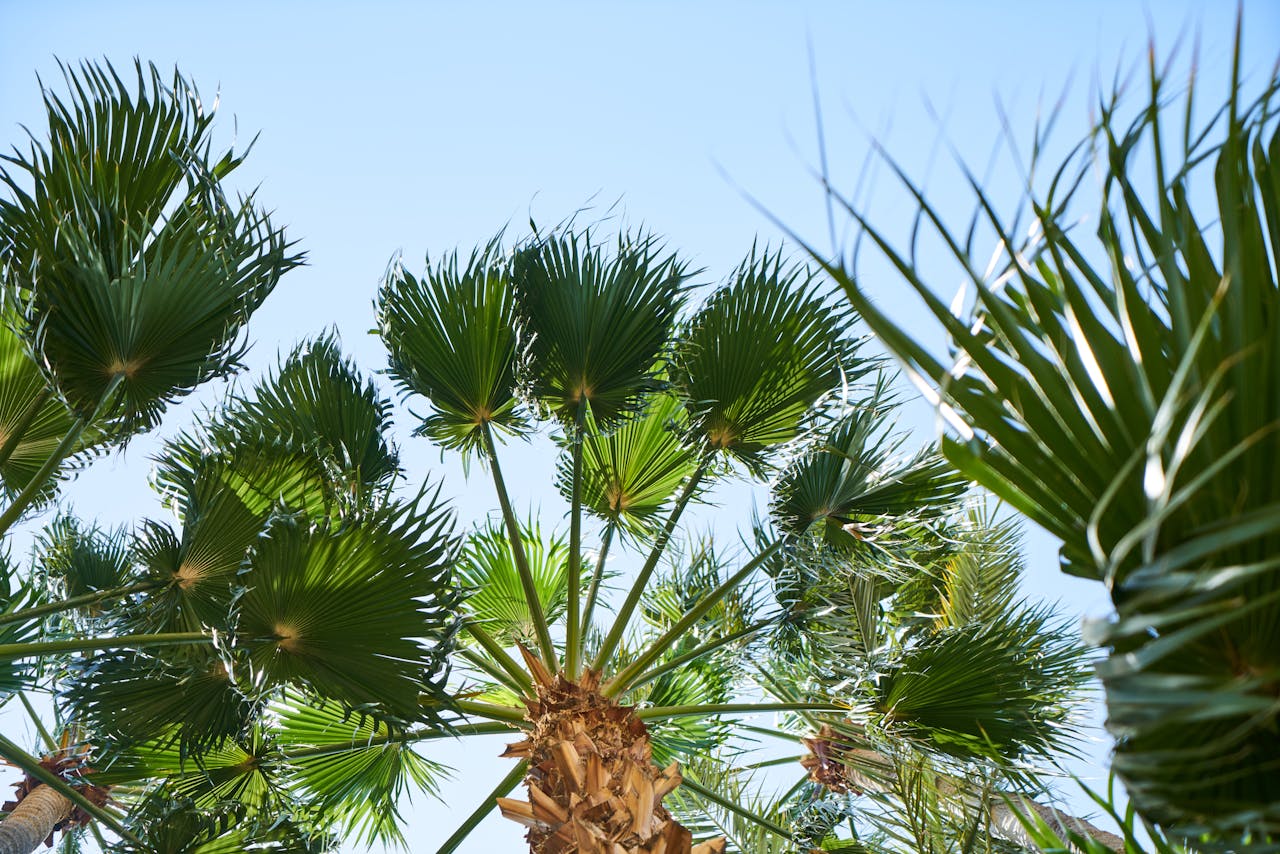 The Art of Drawing Readers In: Your attractive post title goes here Bright view of tropical palm trees with green leaves against a clear blue sky, representing travel and nature.