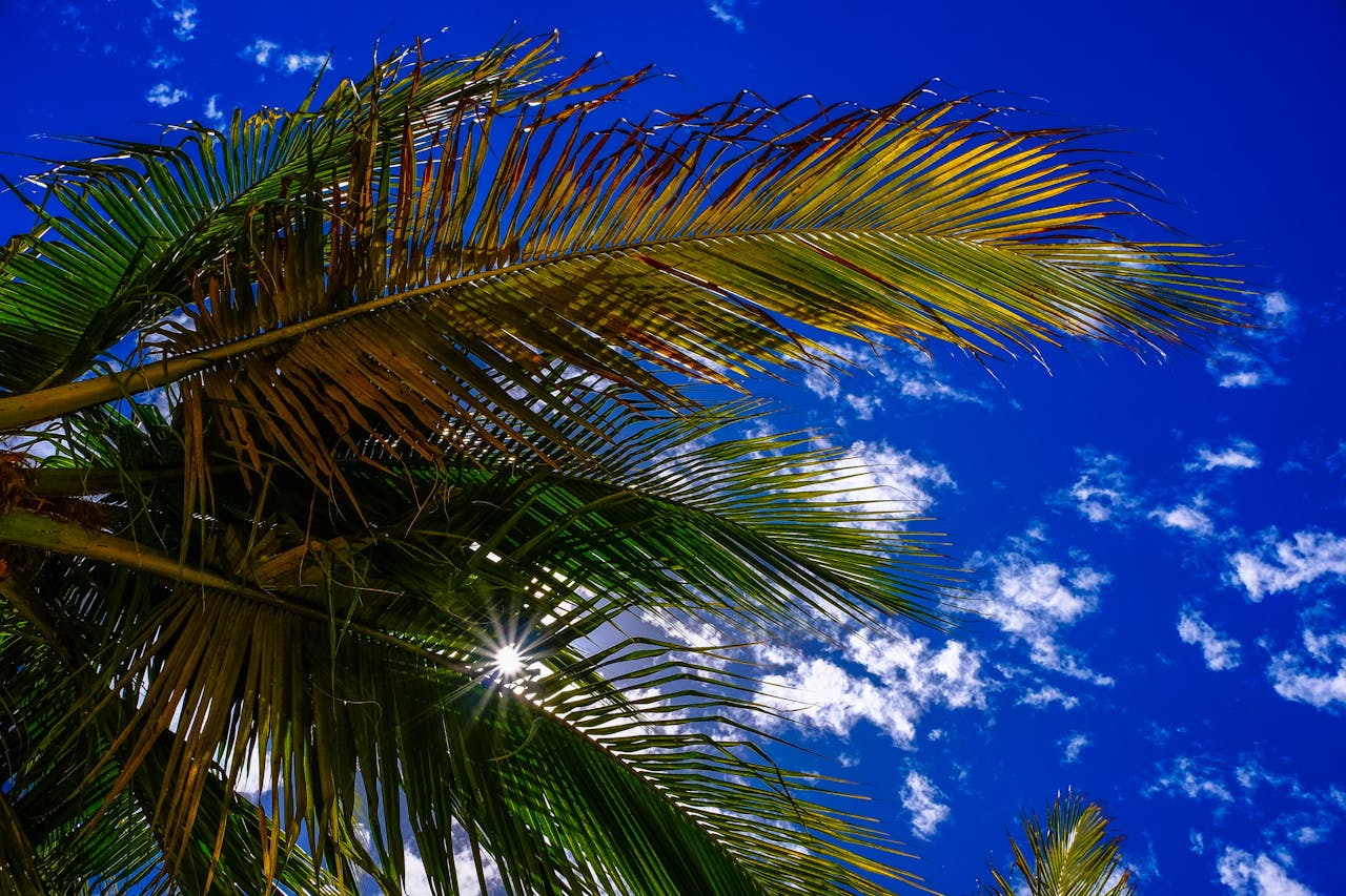 Mastering the First Impression: Your intriguing post title goes here Vibrant palm leaves with sun rays peeking through under a clear blue sky.