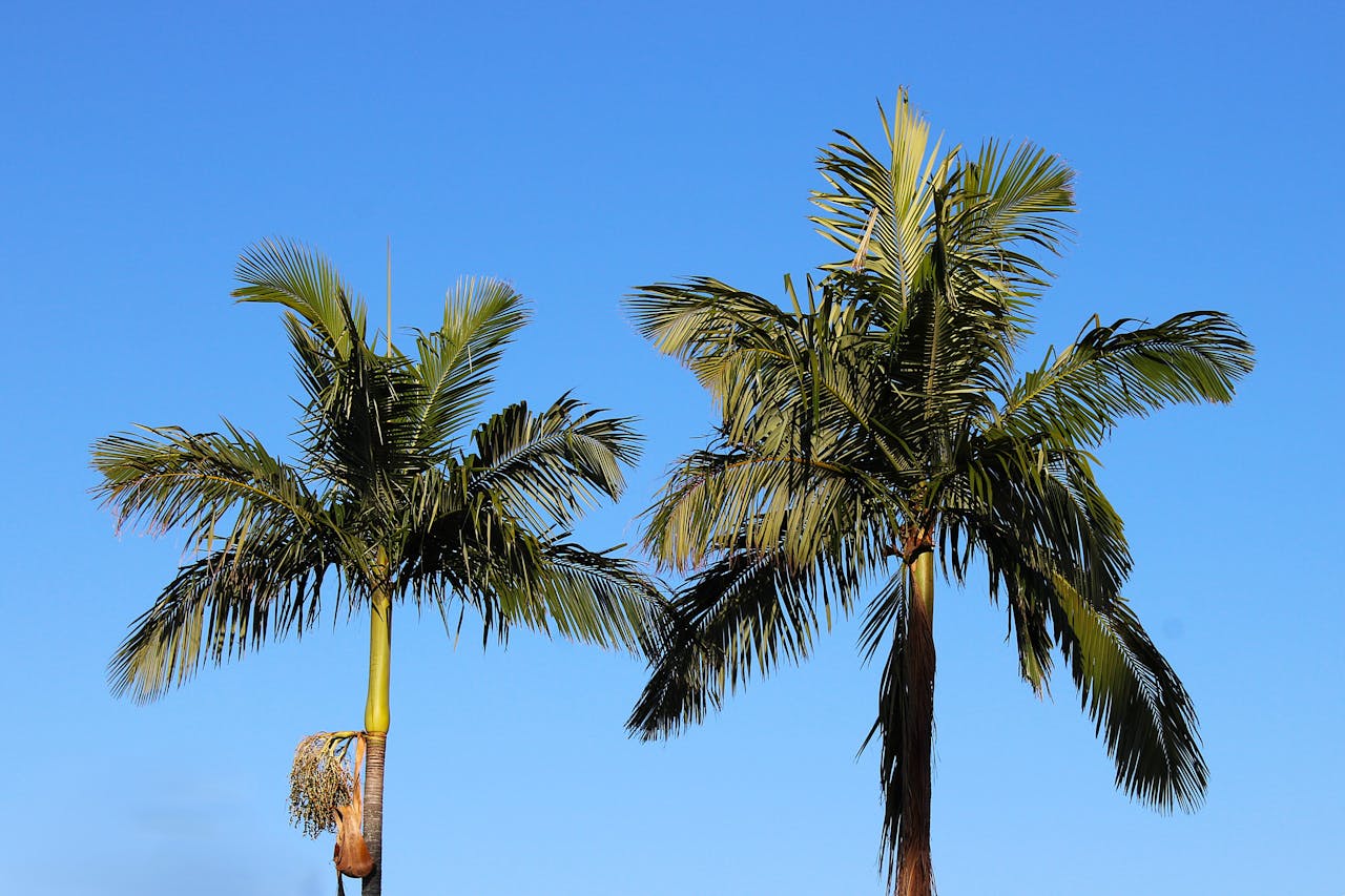 pexels photo 28515516.jpeg